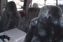 Ford F-350 Sheepskin Seat Covers